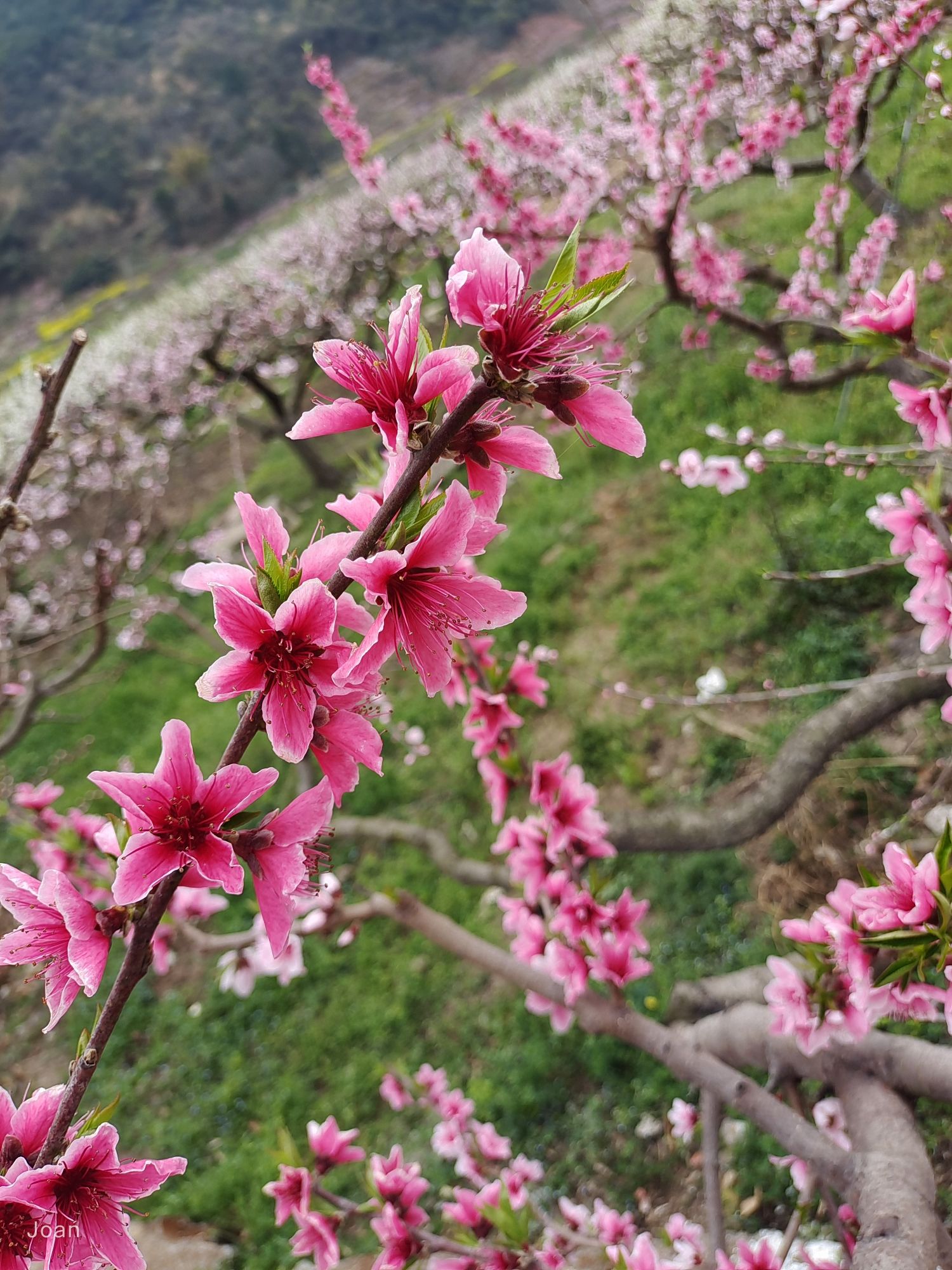 青林口古镇旅行图片 2