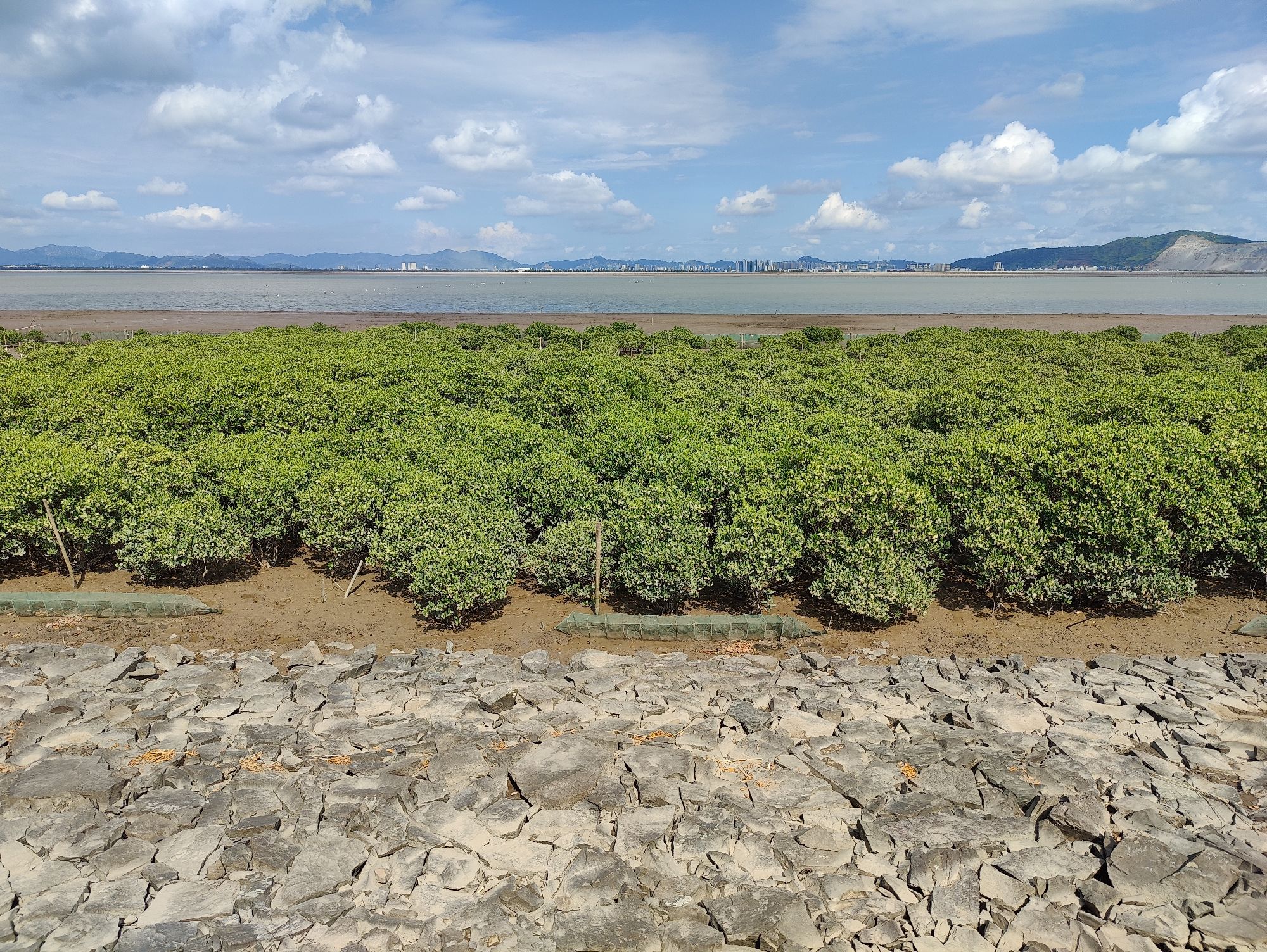 海山乡红树林湿地旅行图片 2