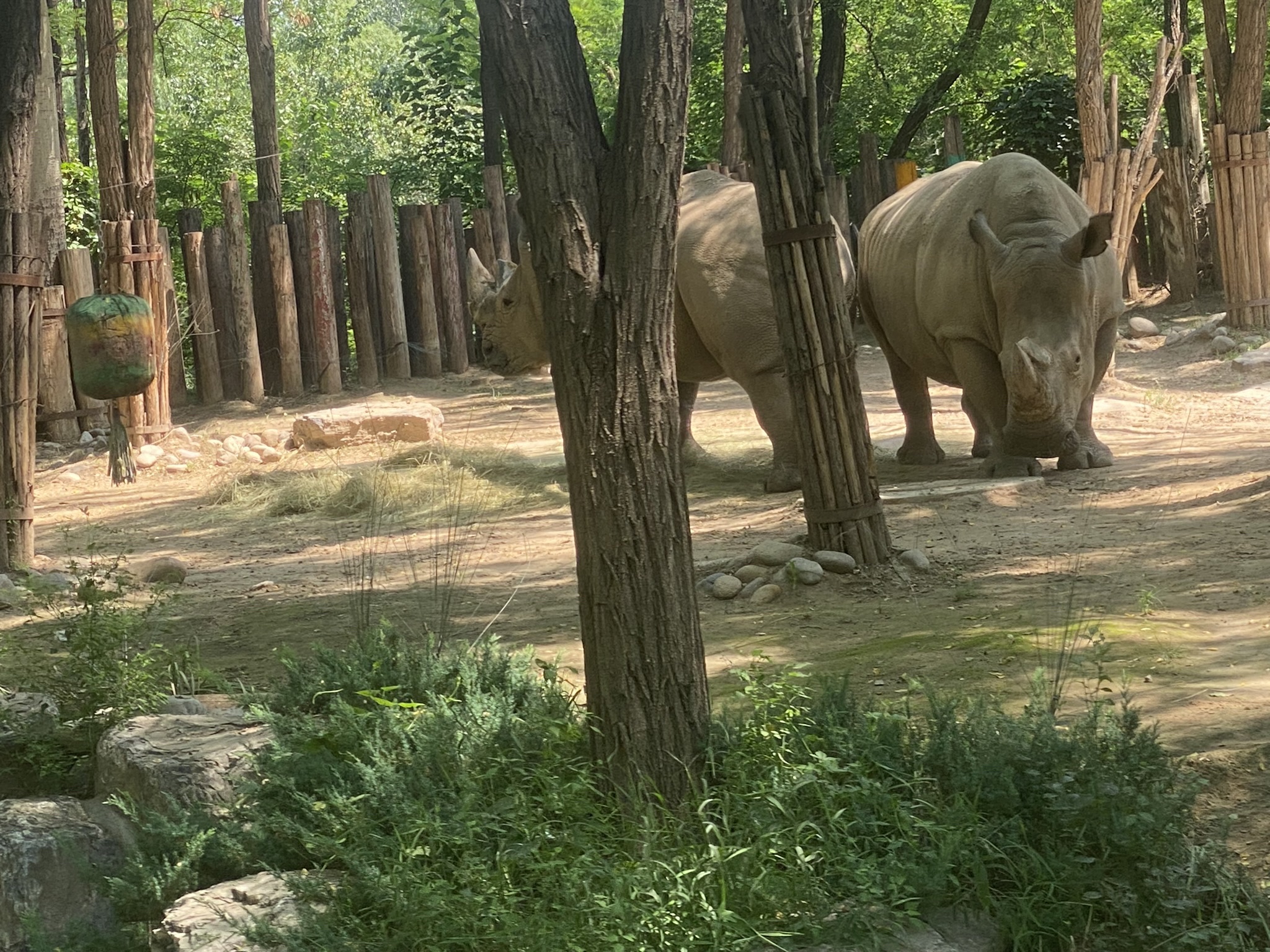 北京野生动物园-火烈鸟