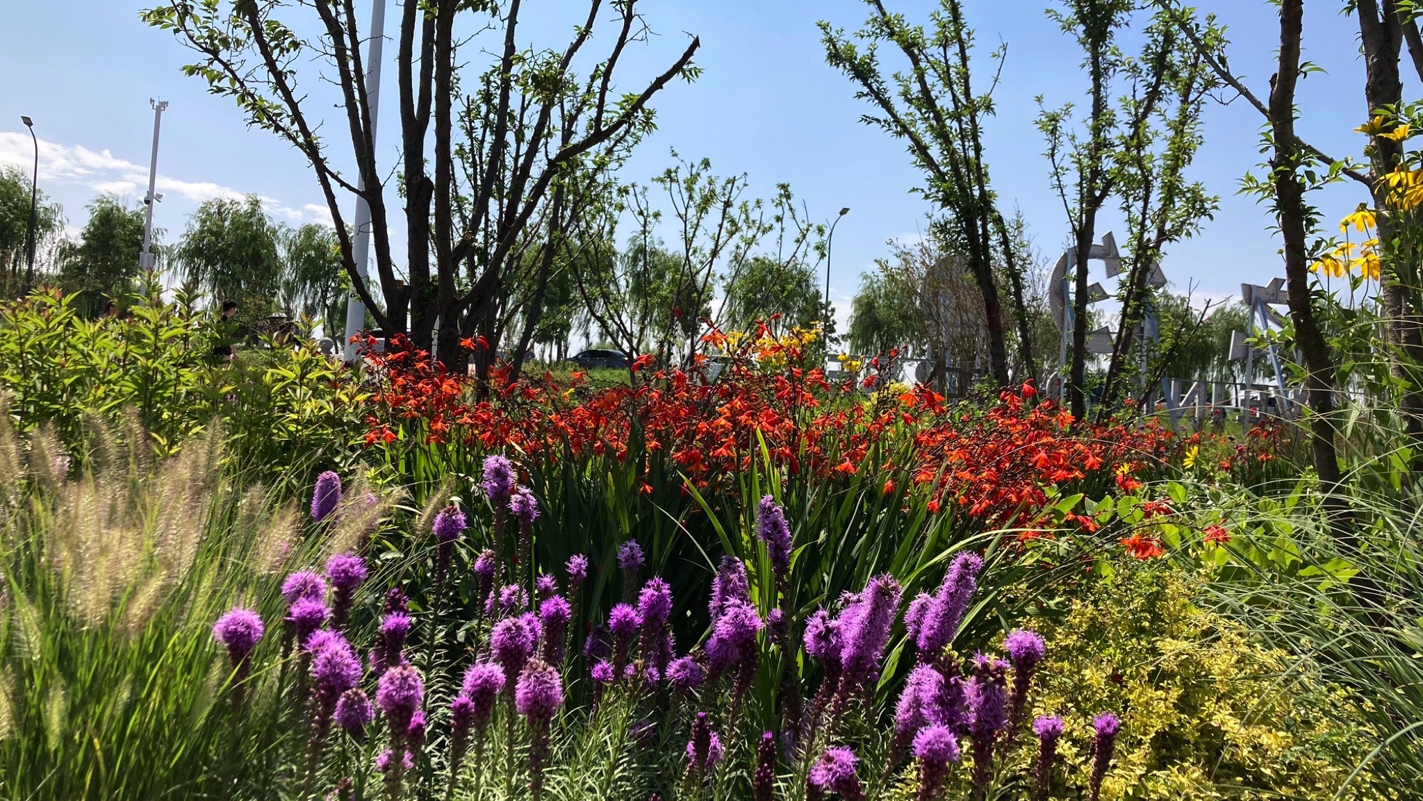 花海之约旅行图片 1