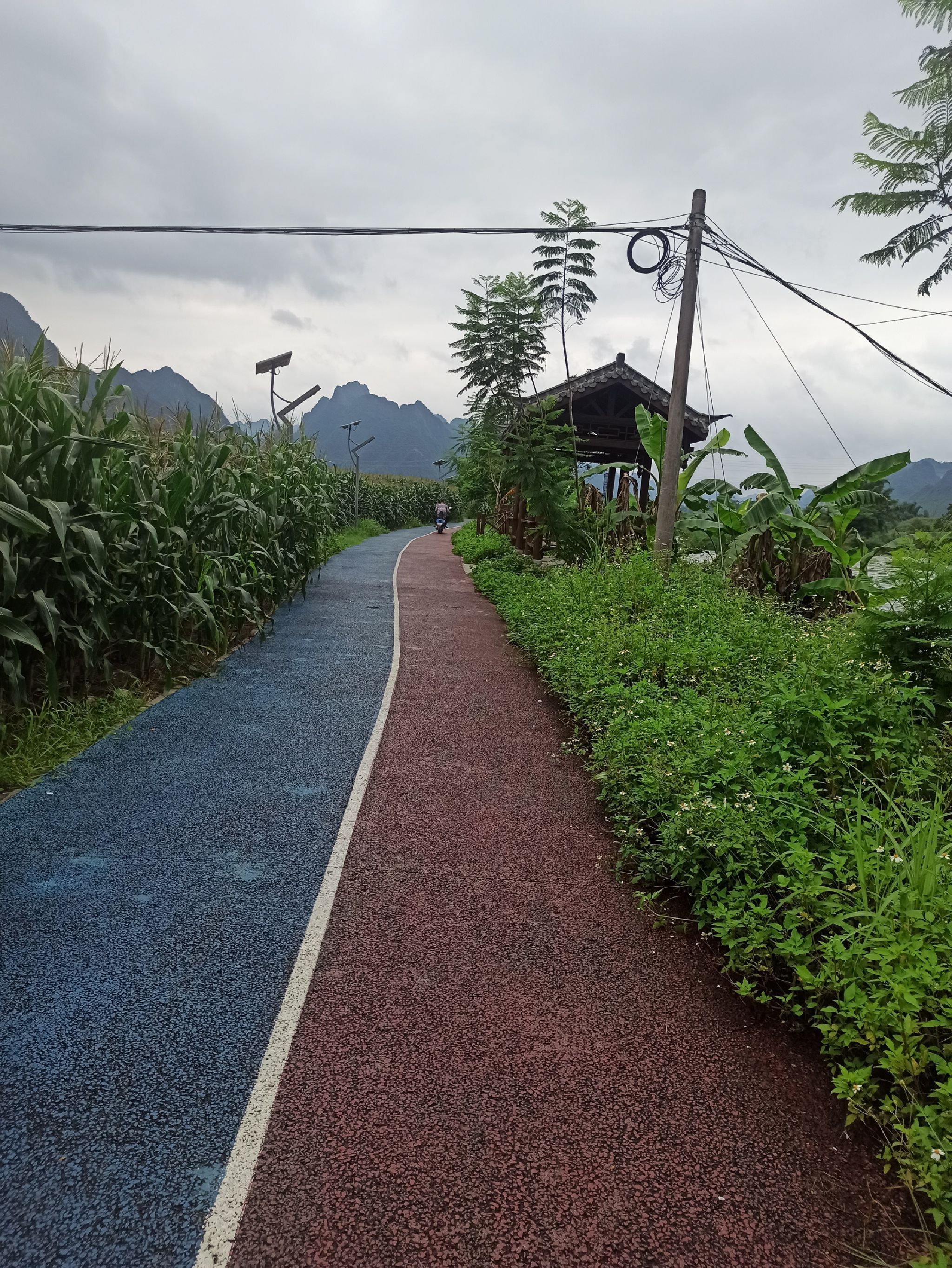 海菜花观赏基地旅行图片 1