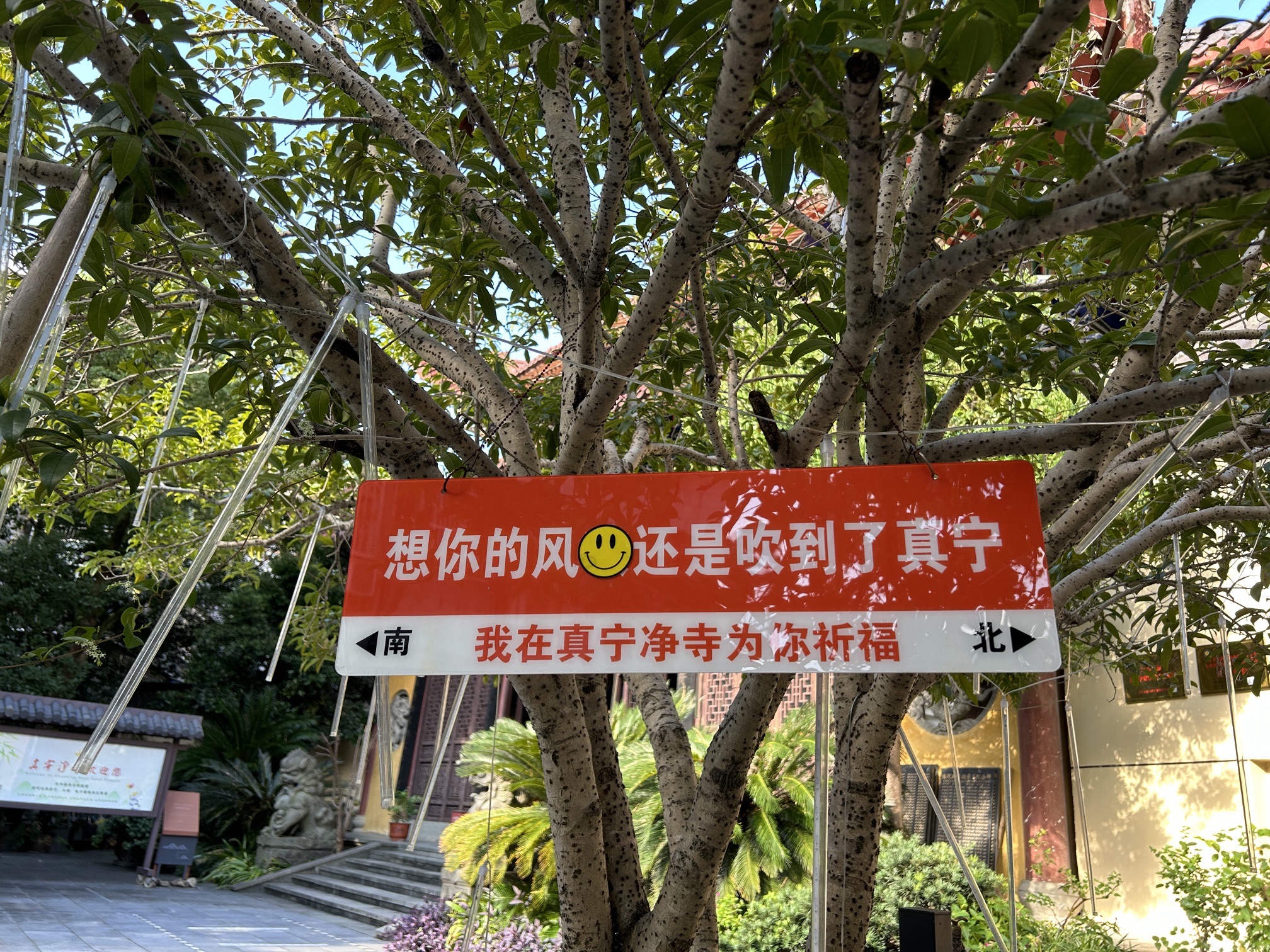 真宁净寺旅行图片 2