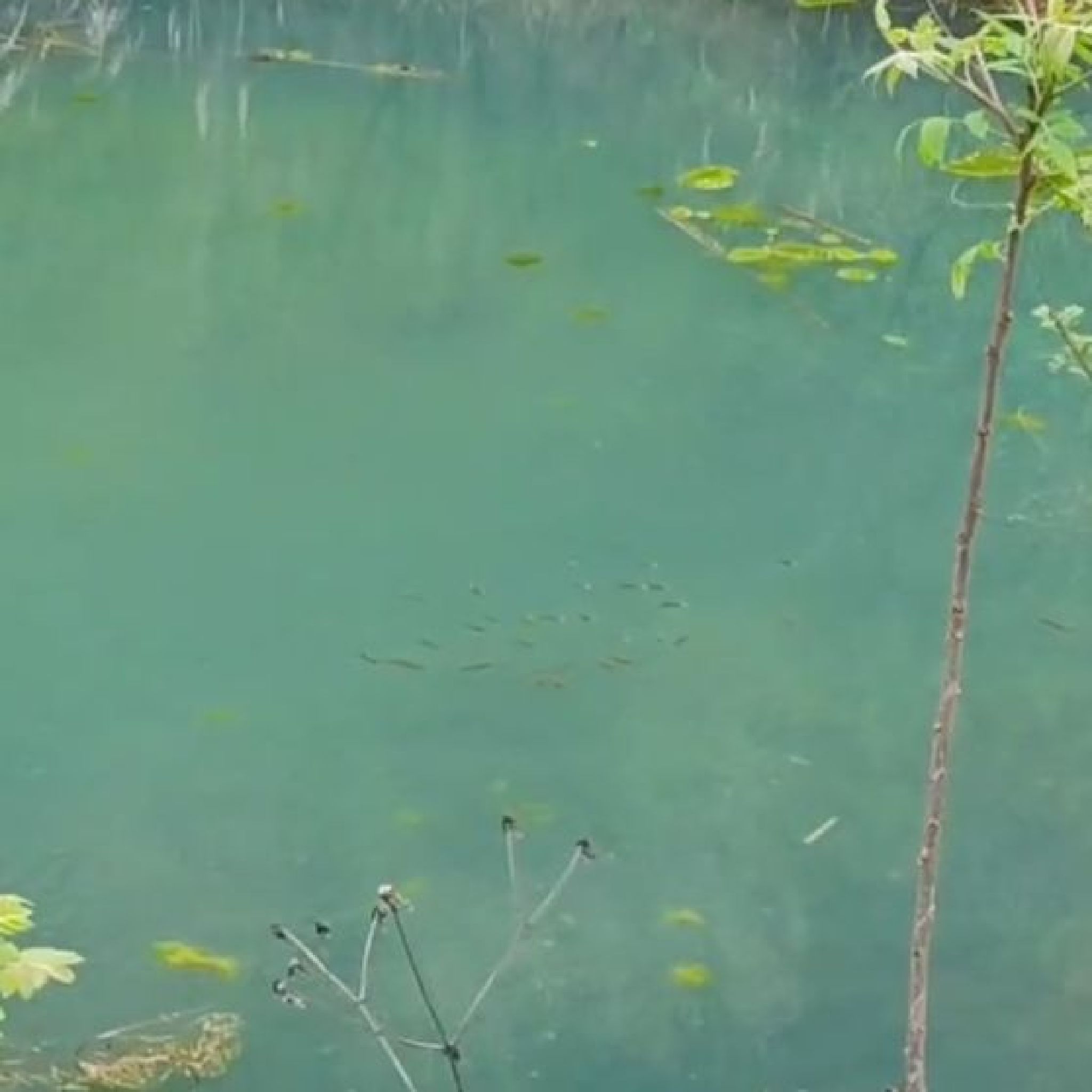 夹山蕻森林公园旅行图片 3