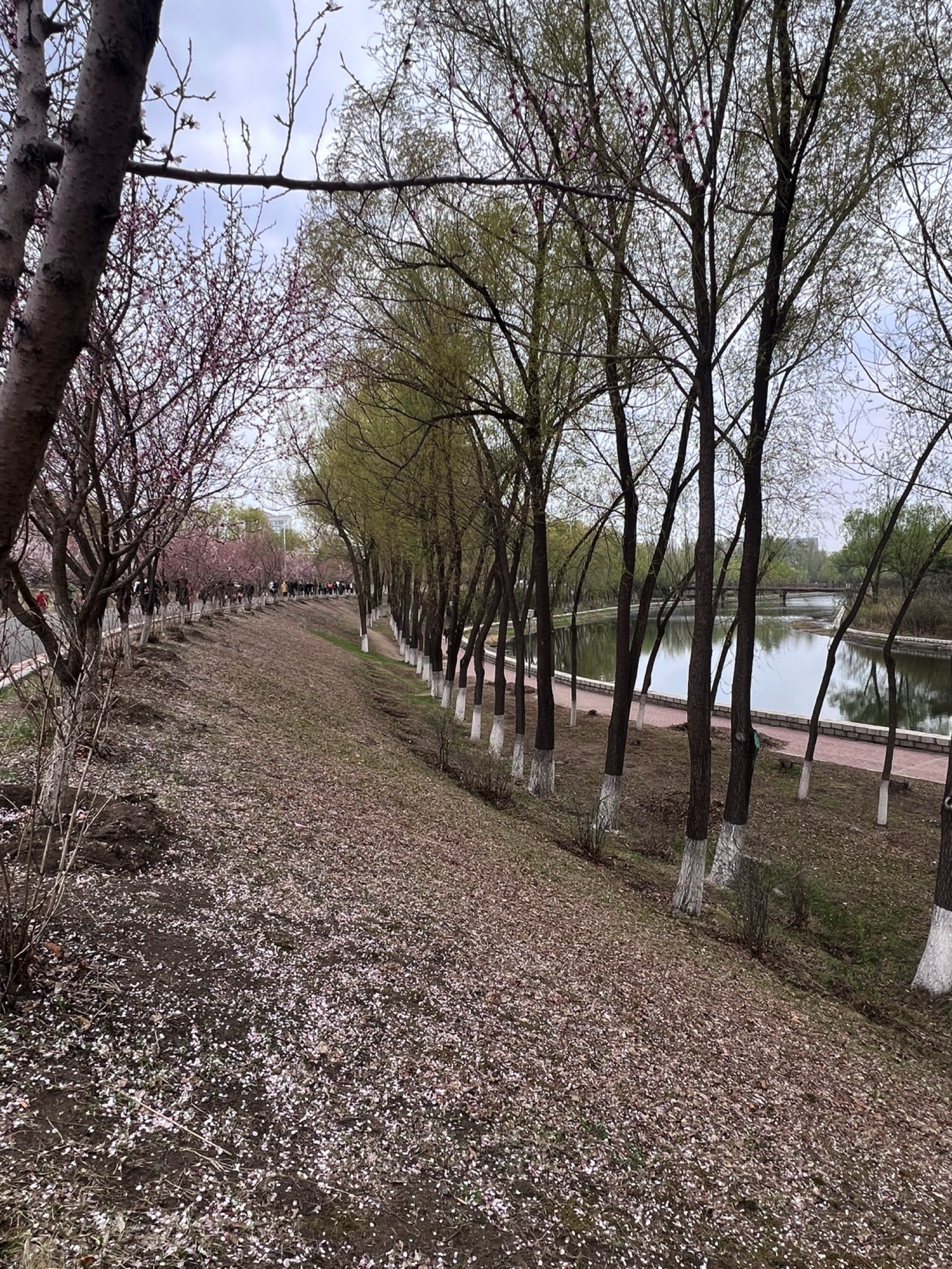樱花岛旅行图片 3