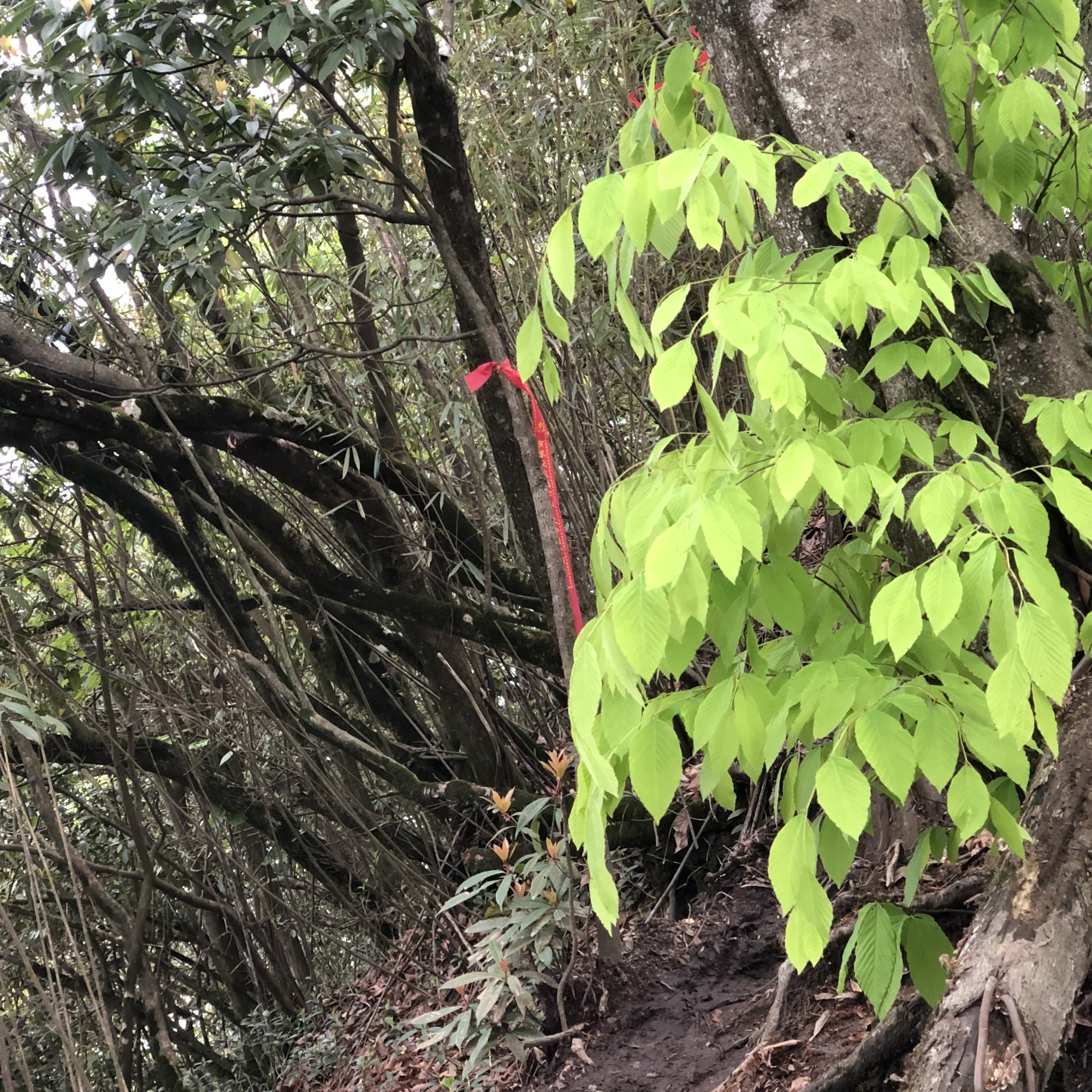 赵公山景区(西线)旅行图片 3