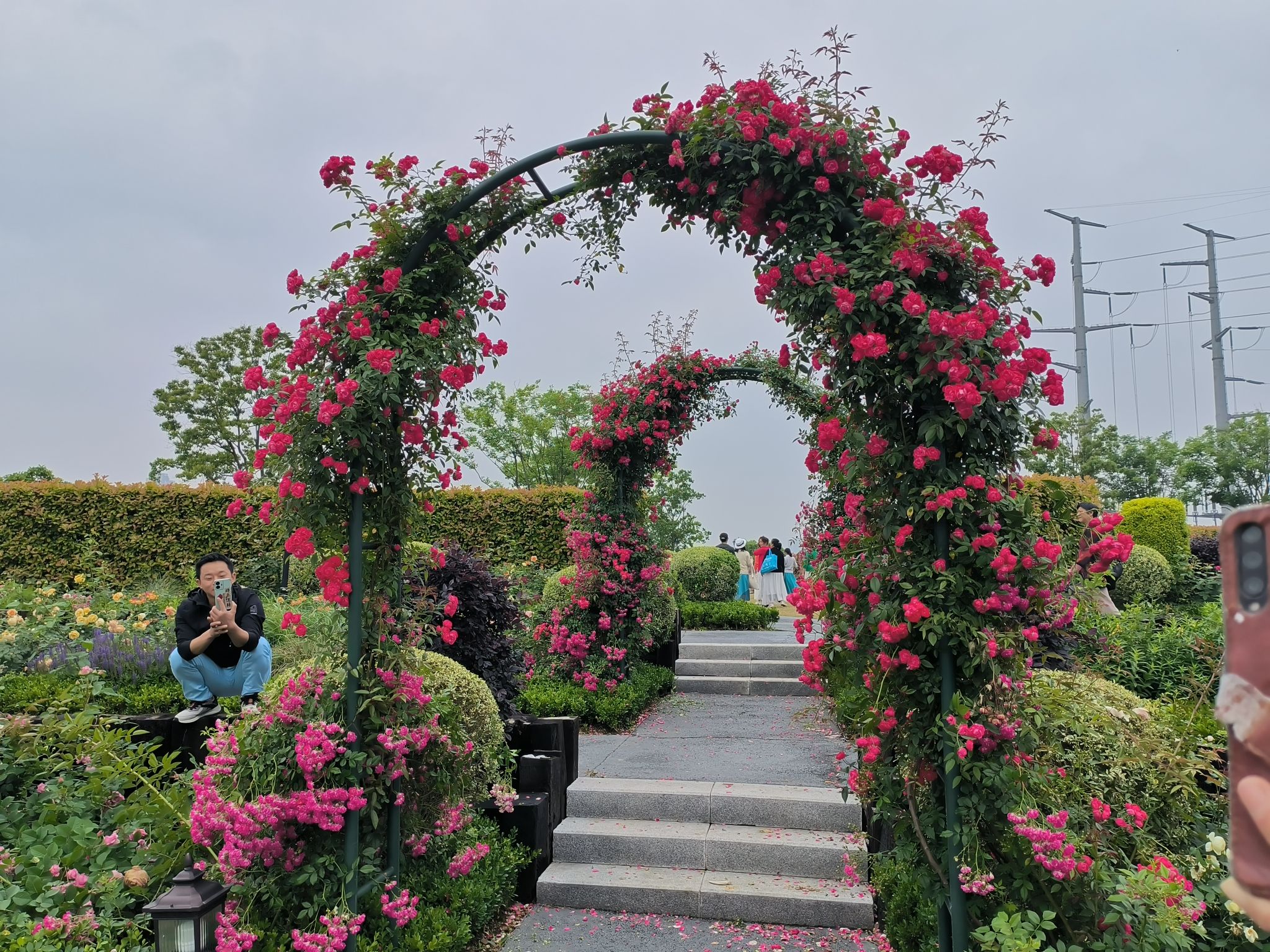金银湖月季花园旅行图片 3
