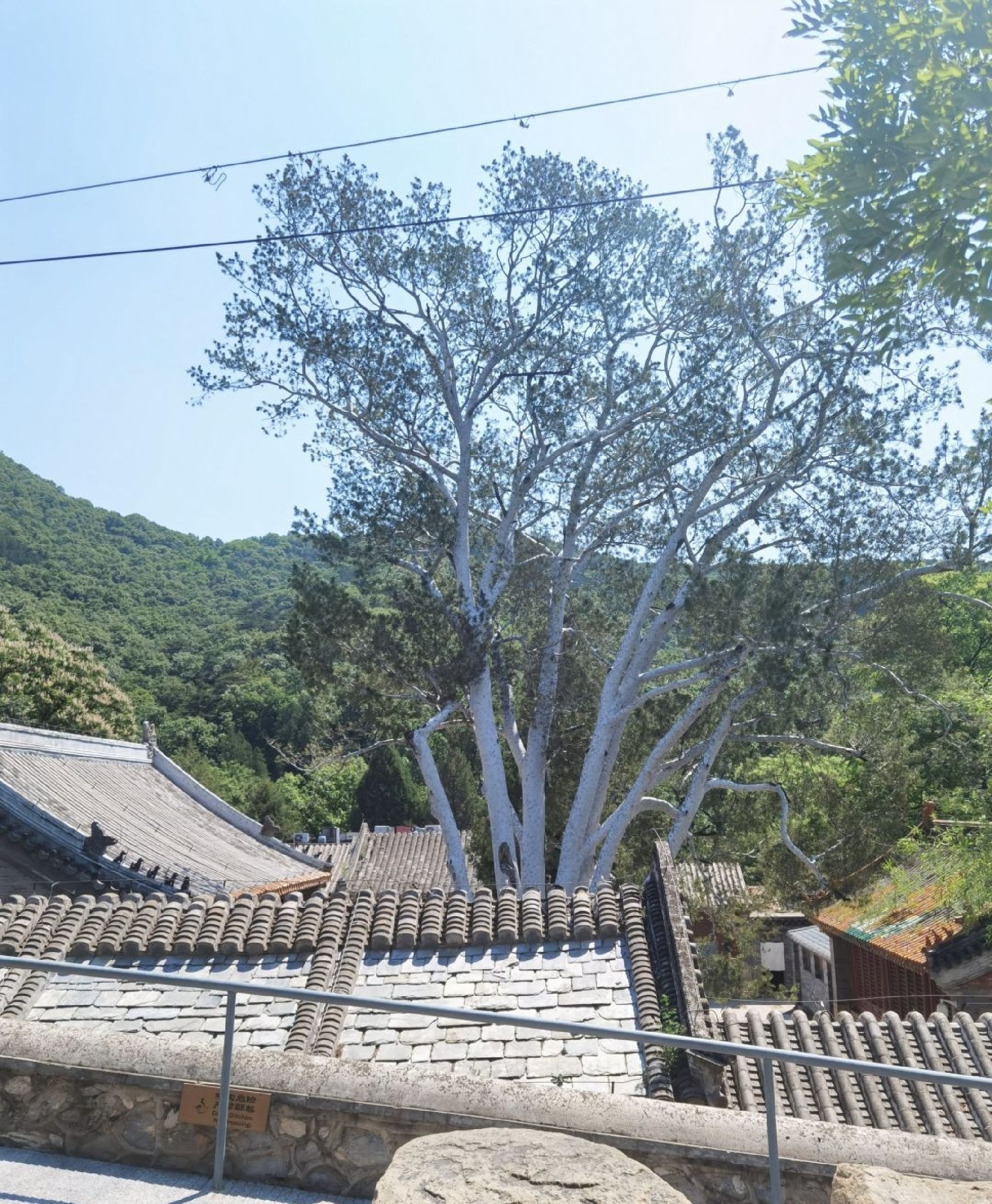 梨树院旅行图片 1
