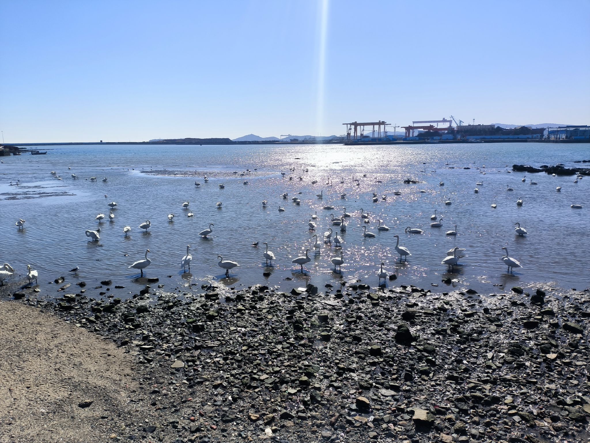 荣成烟墩角胜景鹅湾拾贝(赶海)旅行图片 3