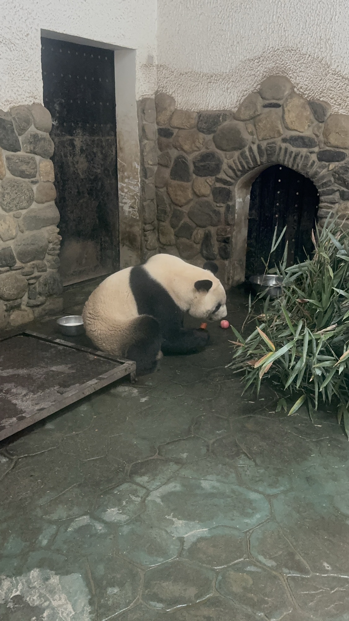 熊猫谷景区熊猫墙