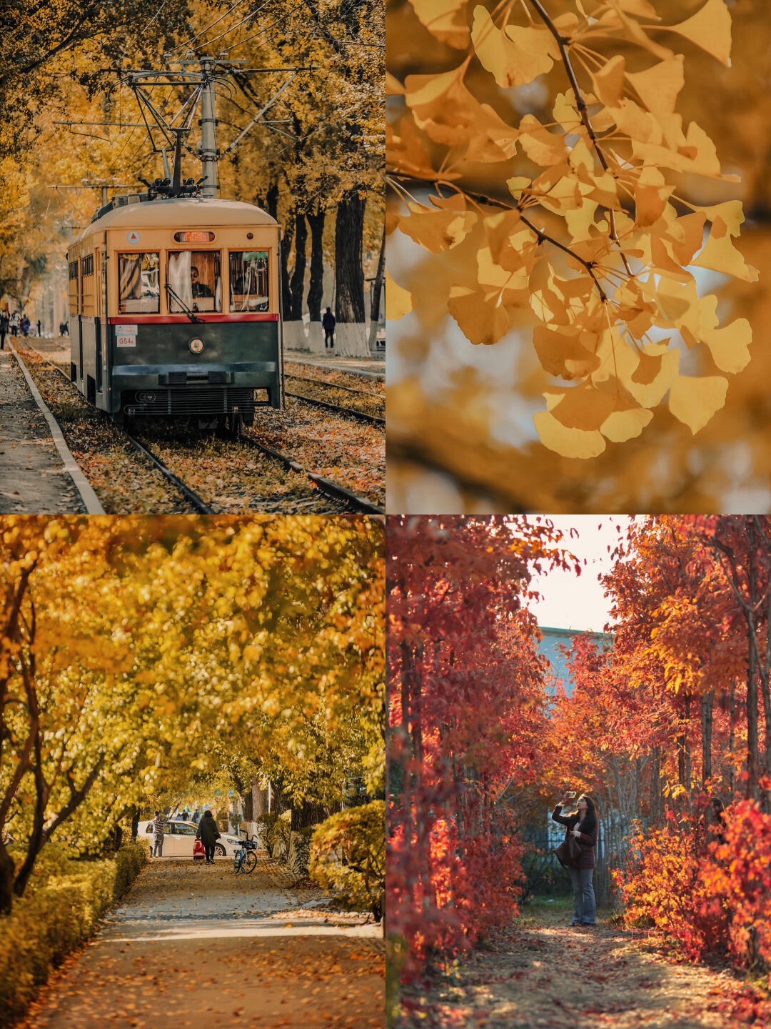 百木园旅行图片 1