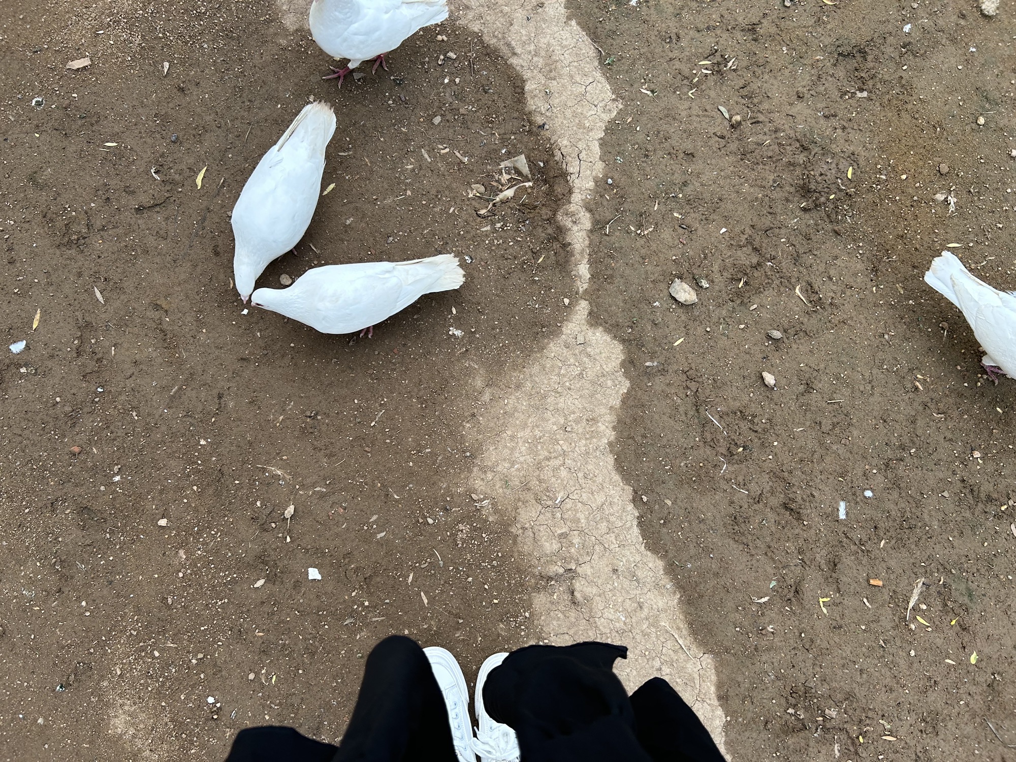 清风楼广场旅行图片 3
