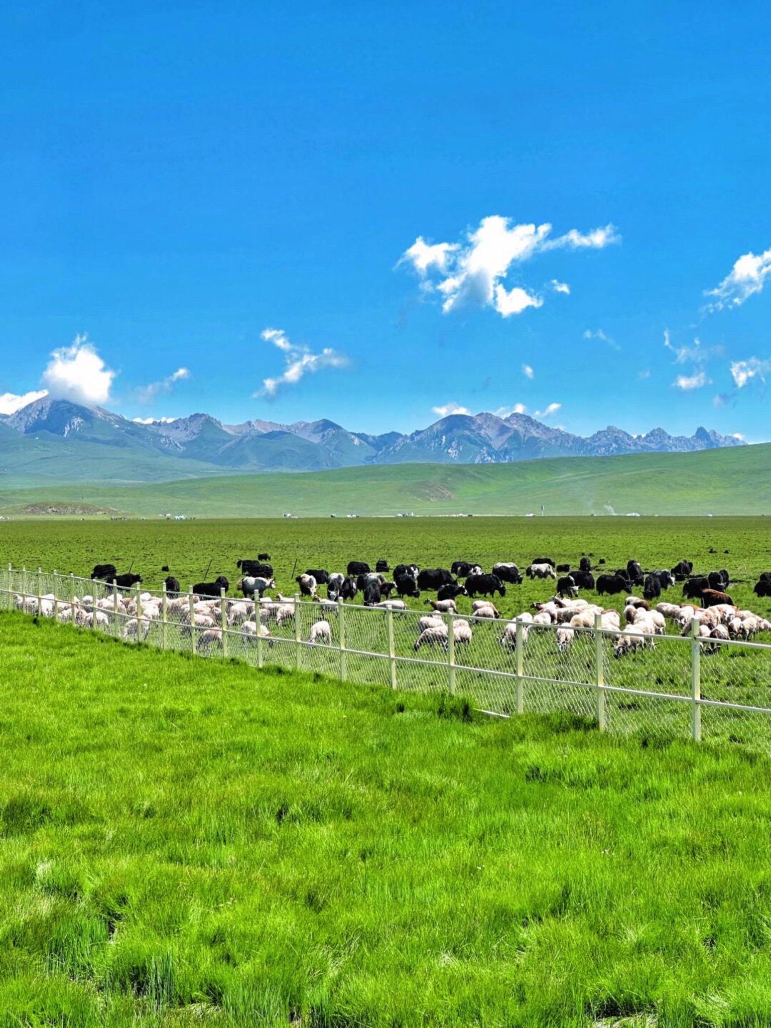 若尔盖大草原旅行图片 1