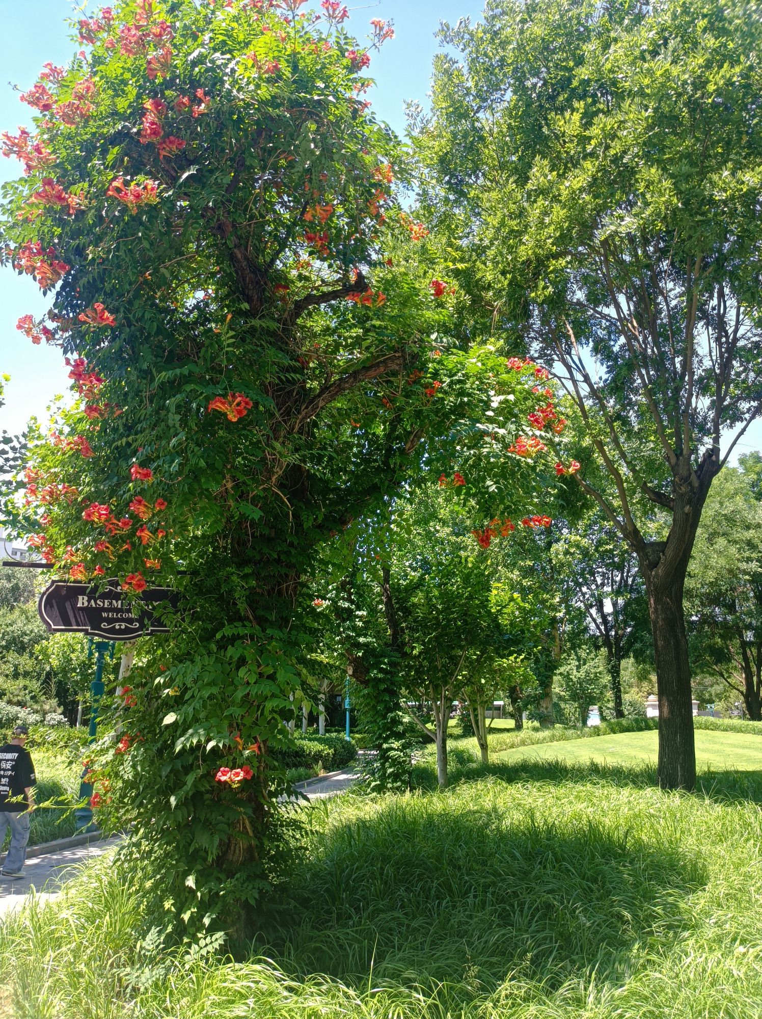 京顺园公园旅行图片 3