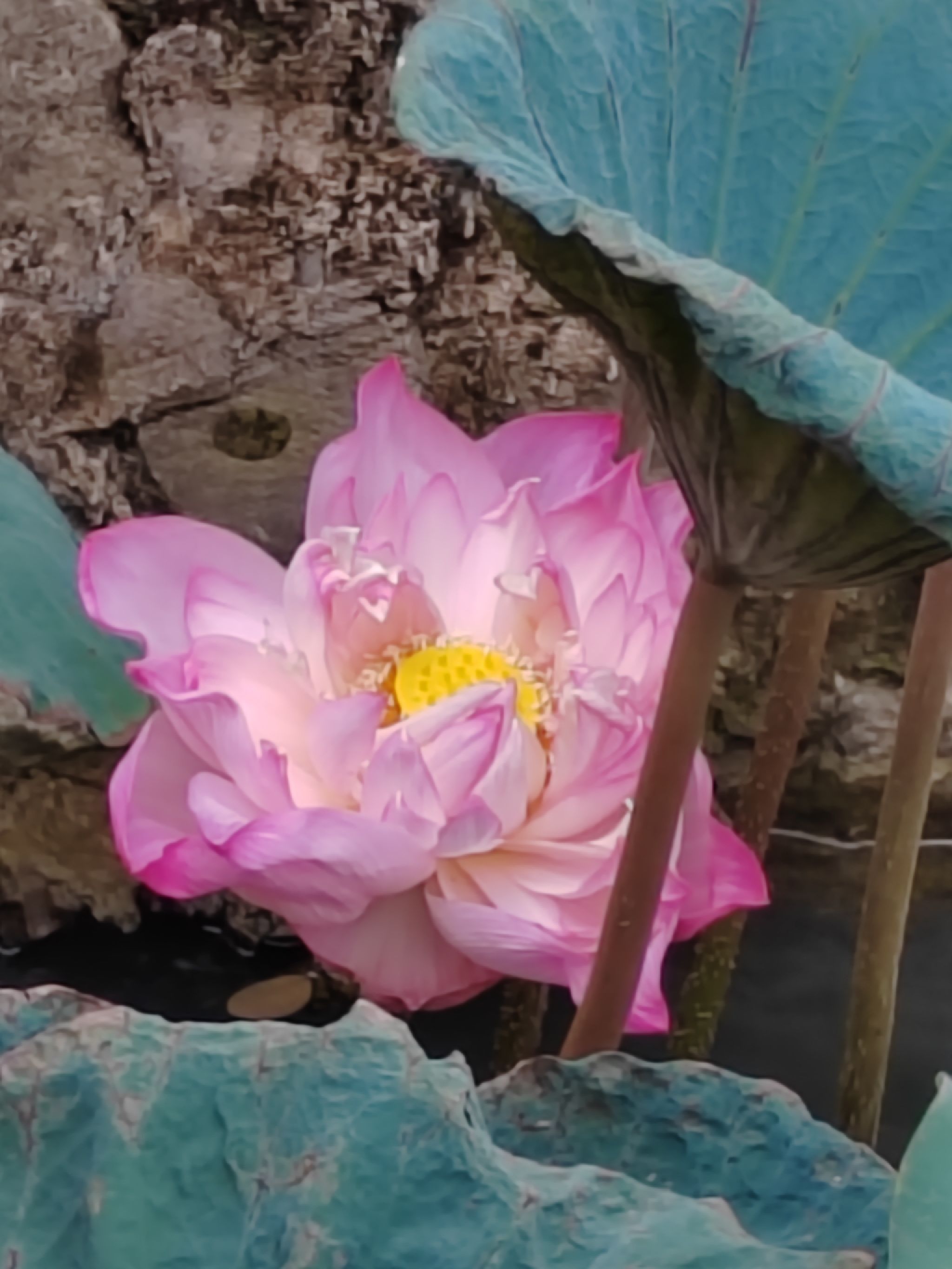 世纪花园旅行图片 1