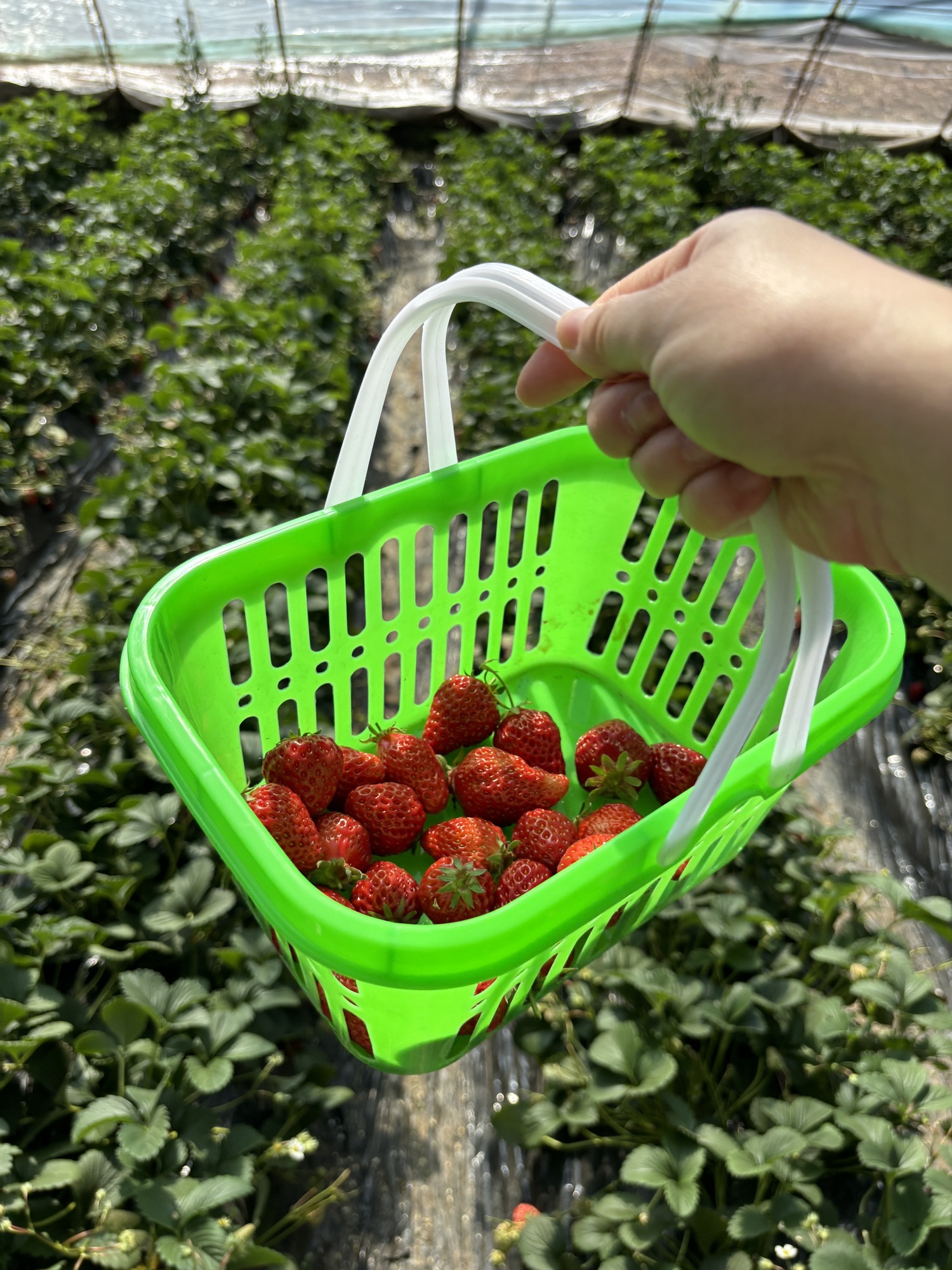 场地封面-华商草莓博士甘蔗亲子乐园