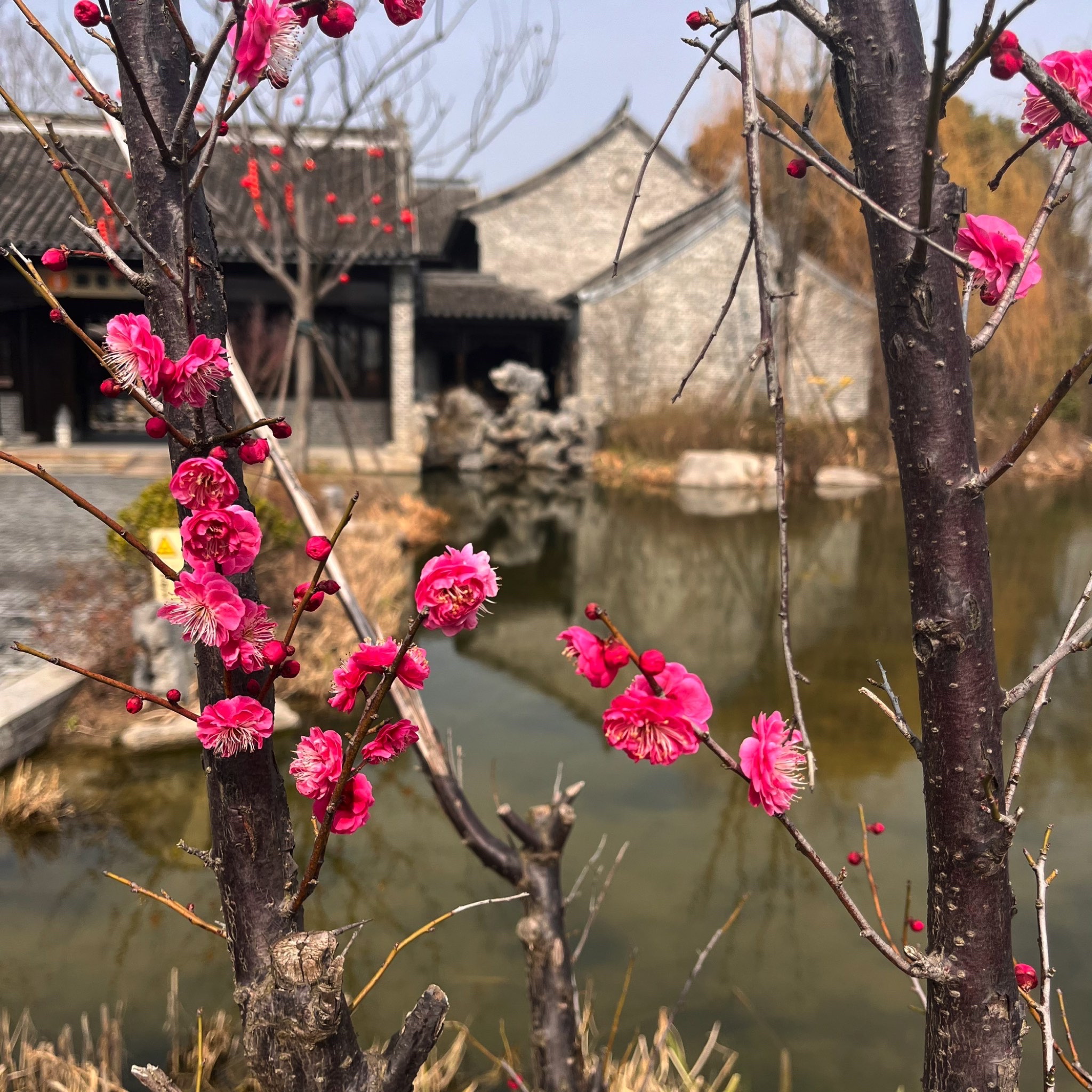 淮剧小镇景区旅行图片 1
