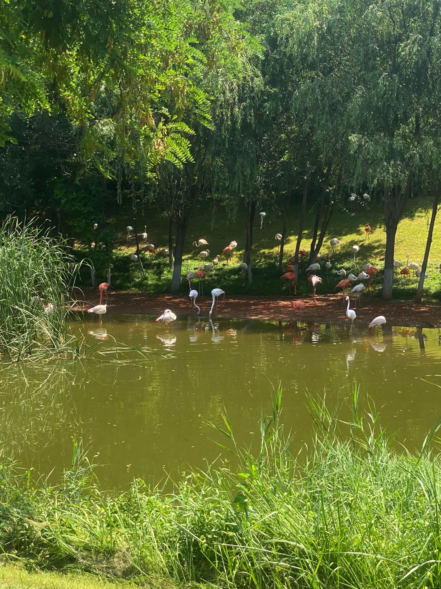 北京野生动物园-火烈鸟