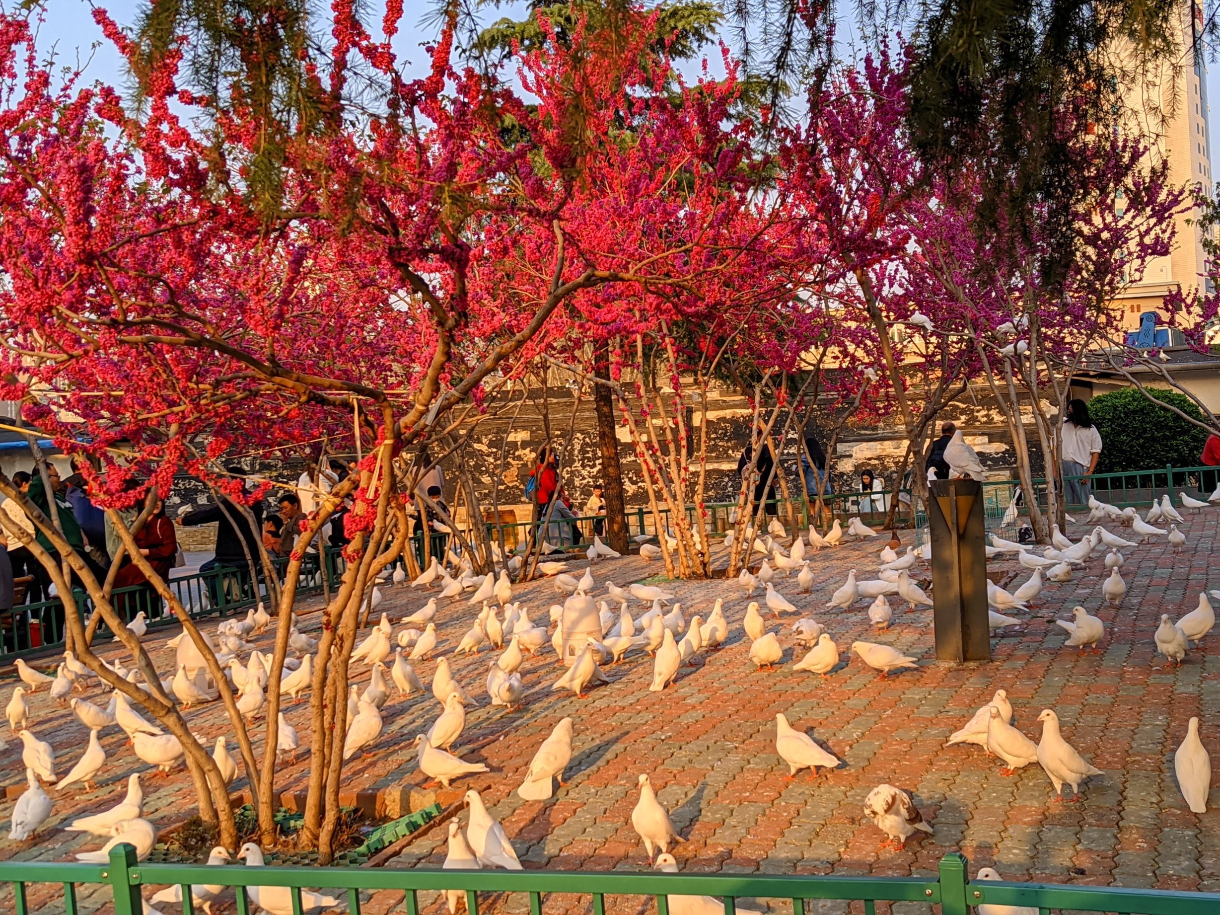 郑州市紫荆山公园-西园
