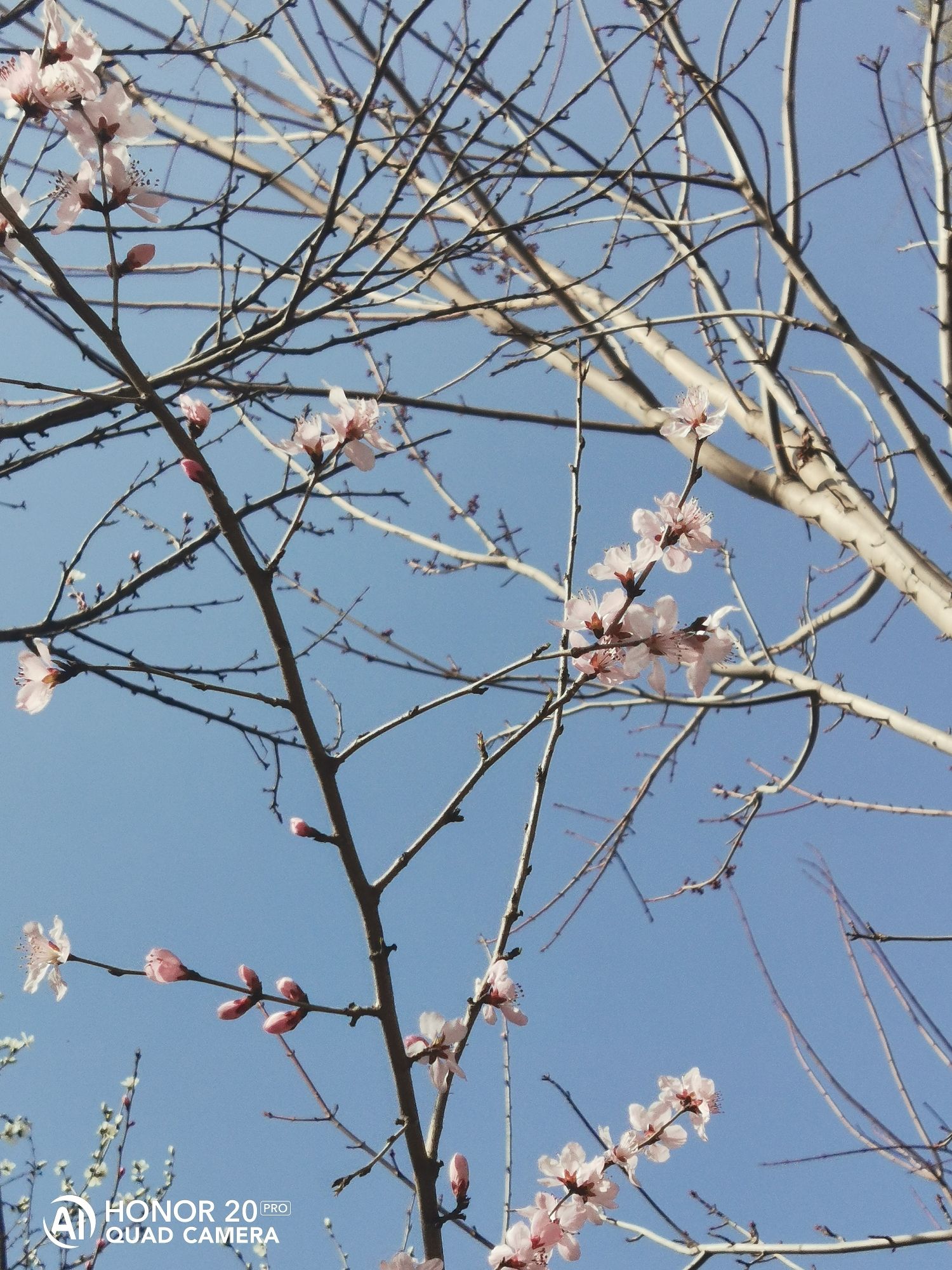 新城公园旅行图片 2