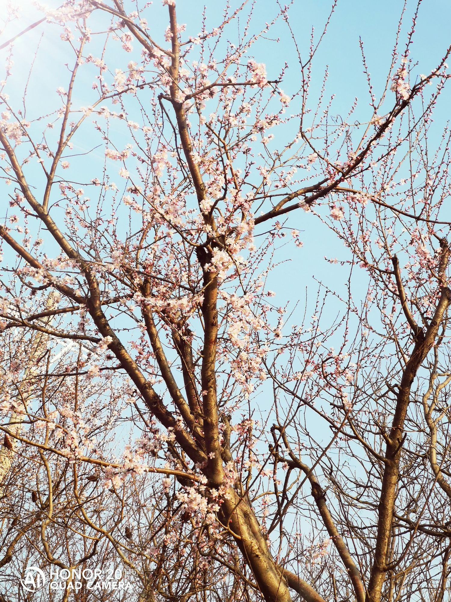新城公园旅行图片 1