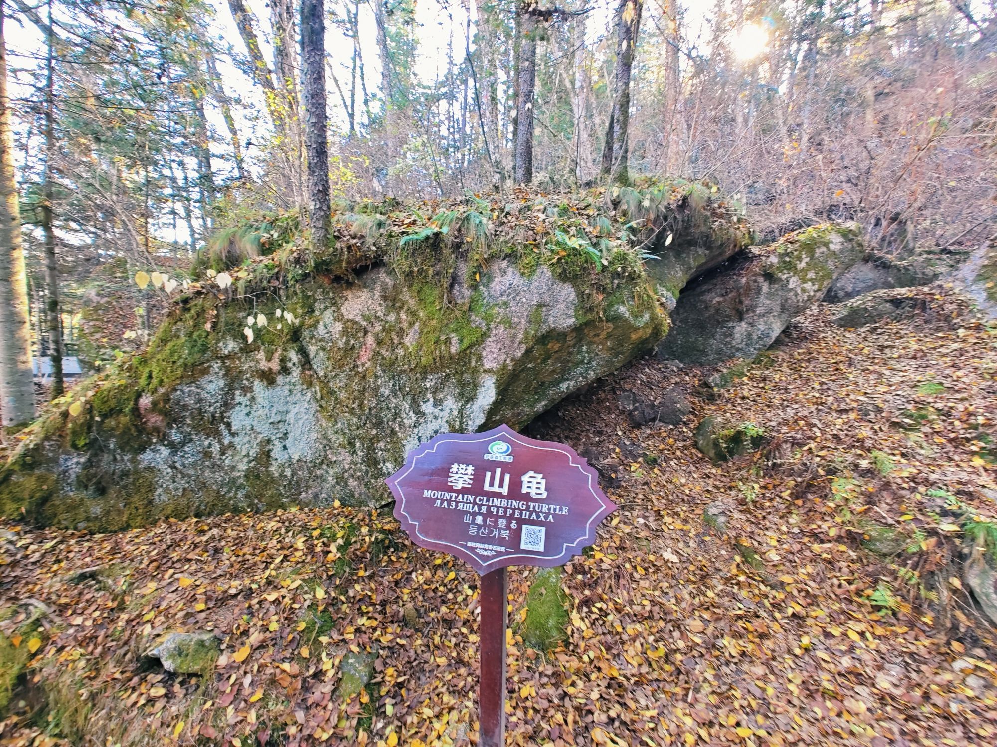 攀山龟