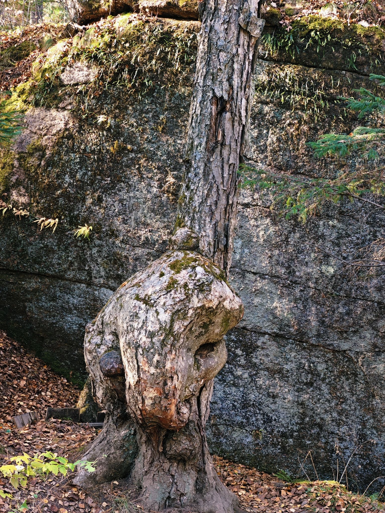 汤旺河林海奇石风景区-棕熊爬树