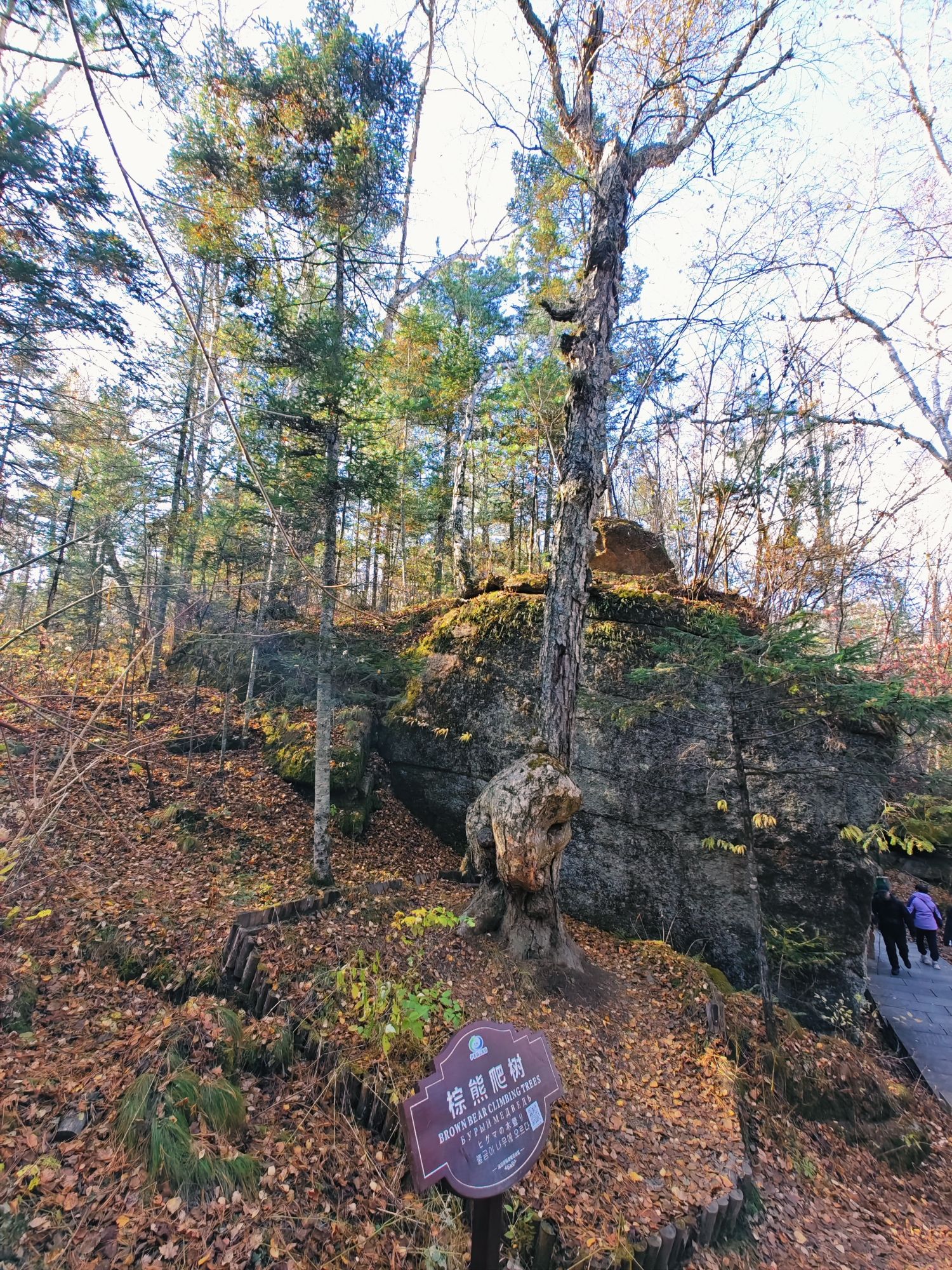 汤旺河林海奇石风景区-棕熊爬树
