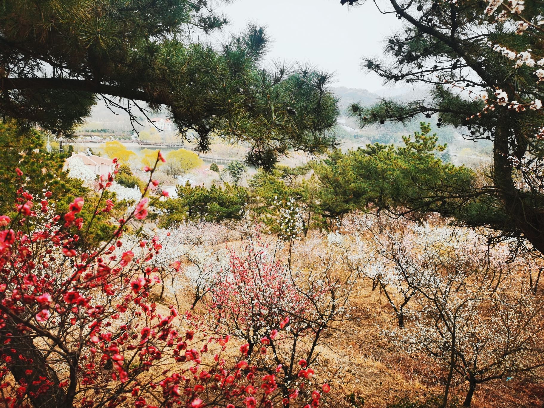 青岛梅园