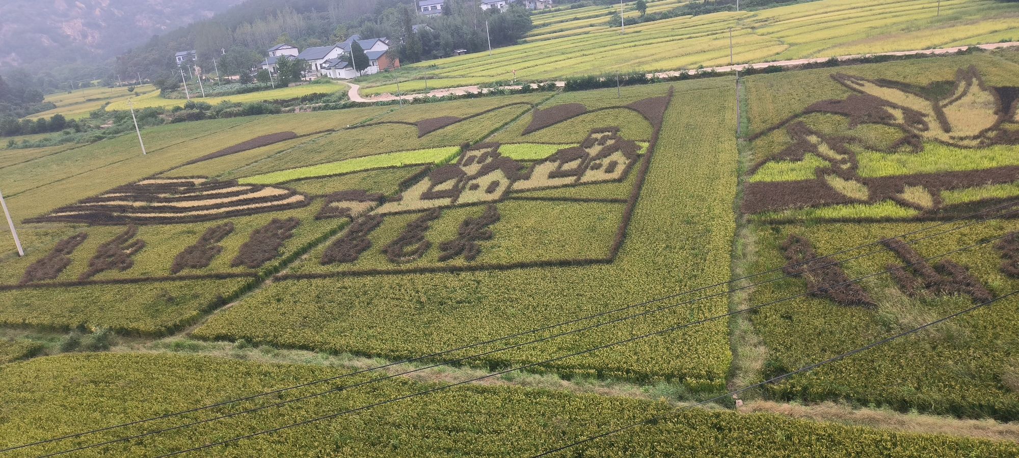 多彩稻田观景平台旅行图片 1