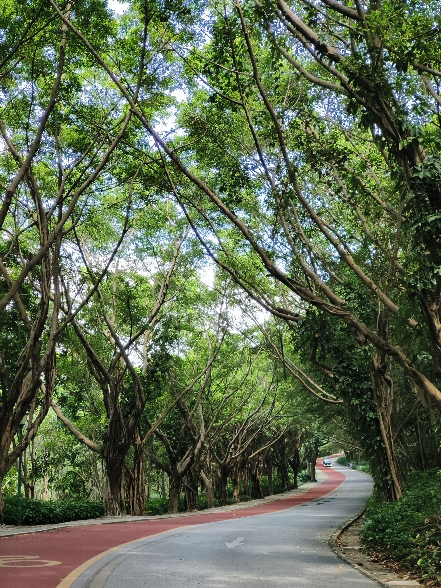 青秀山风景区千年苏铁园