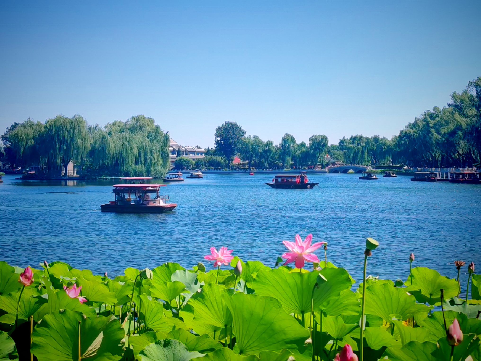北海公园-赏荷区 - 什刹海街道便民圈栖邻生活圈风景名胜服务点实景照片