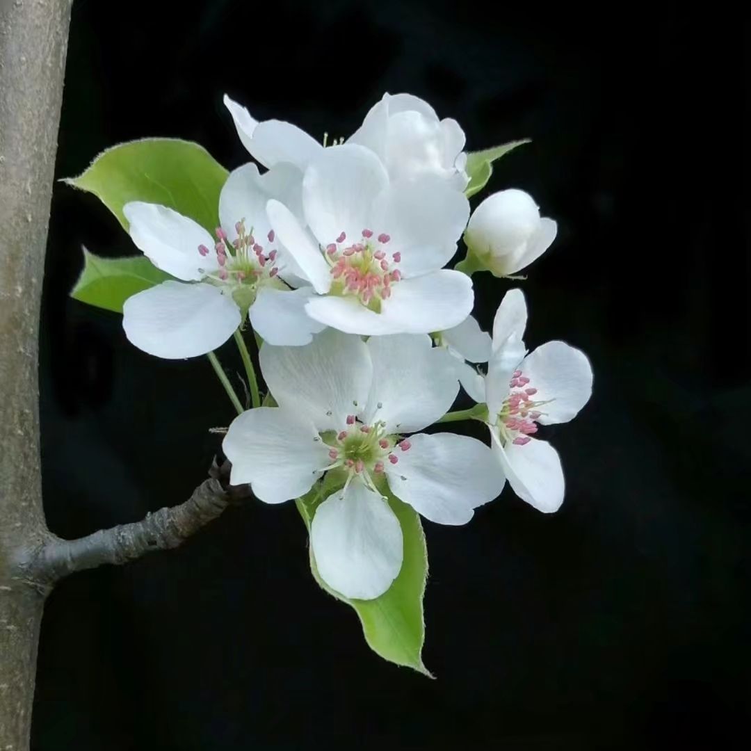 百年梨园风景区旅行图片 1