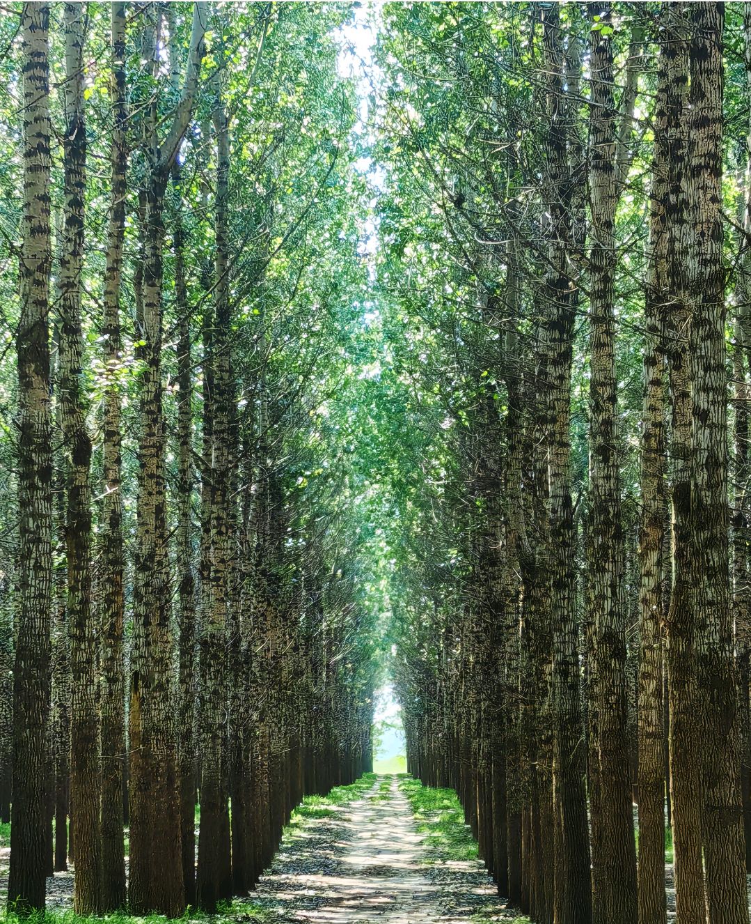 新民林里公园旅行图片 1