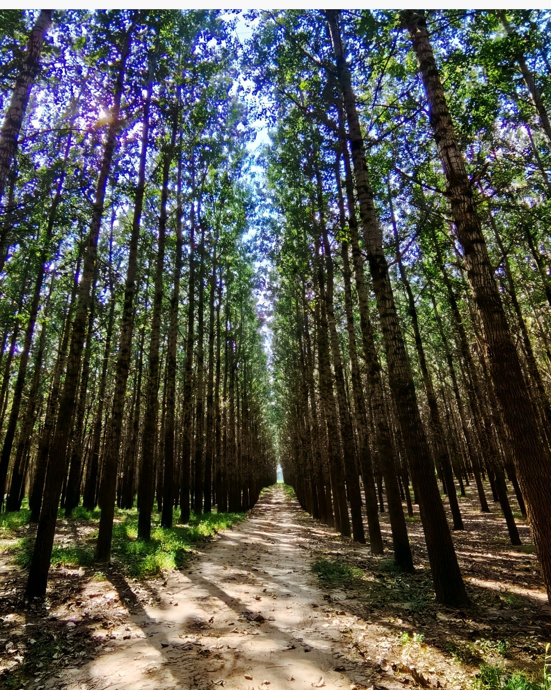 新民林里公园旅行图片 2