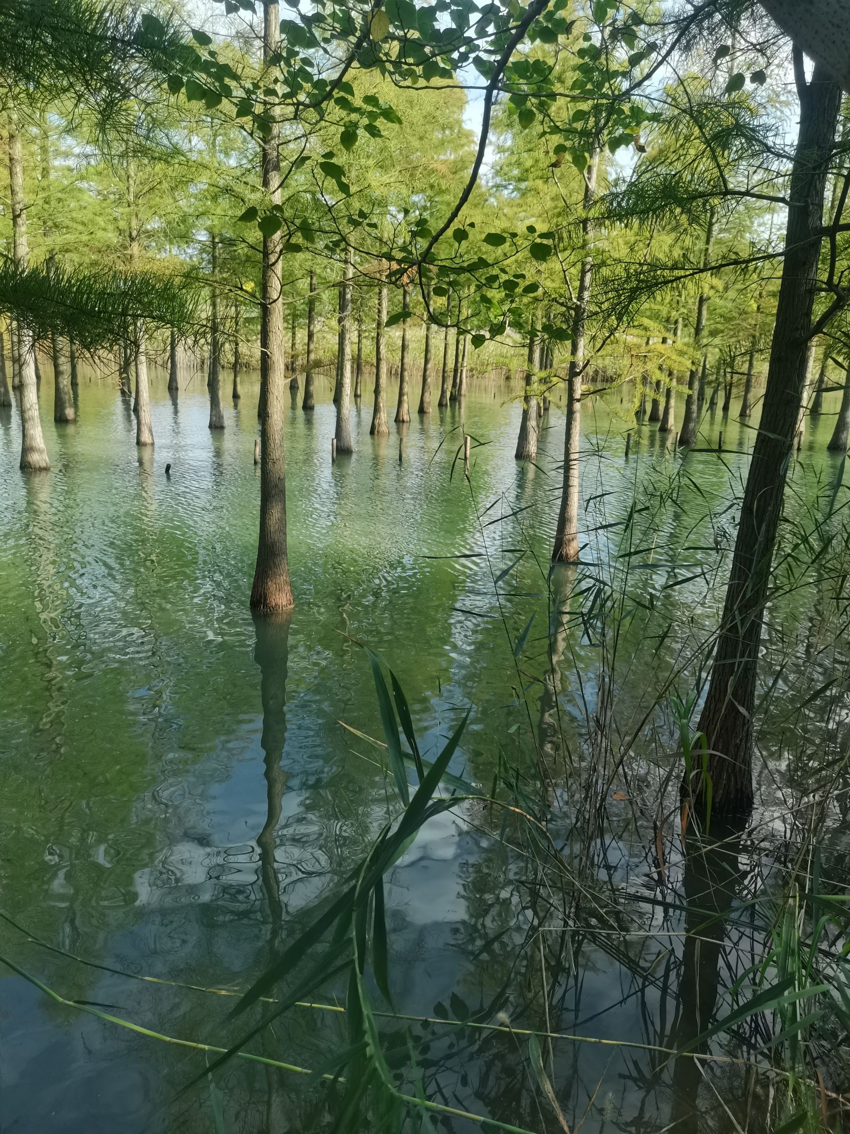 洪泽湖湿地景区-芦苇迷宫