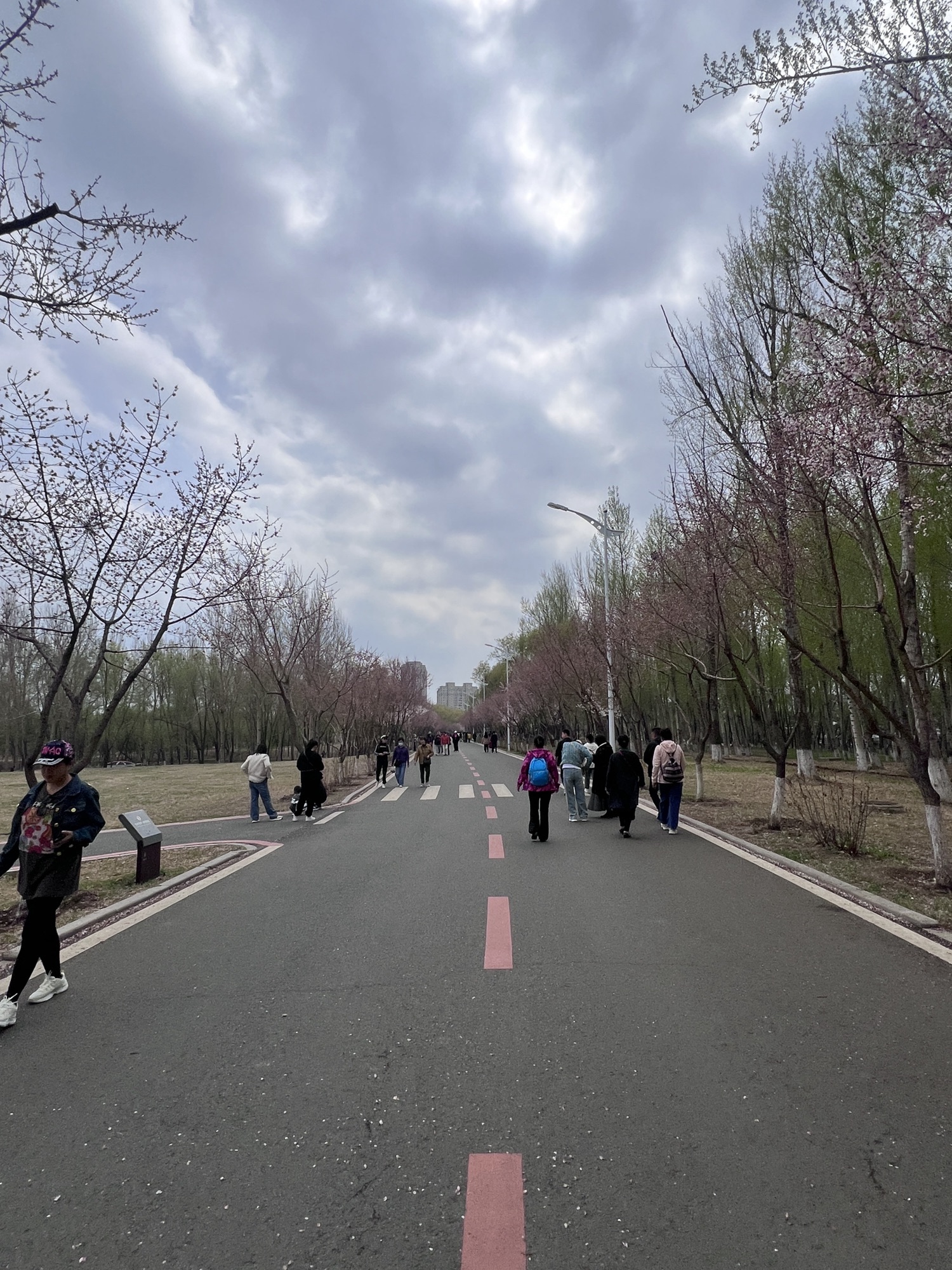 樱花岛旅行图片 2