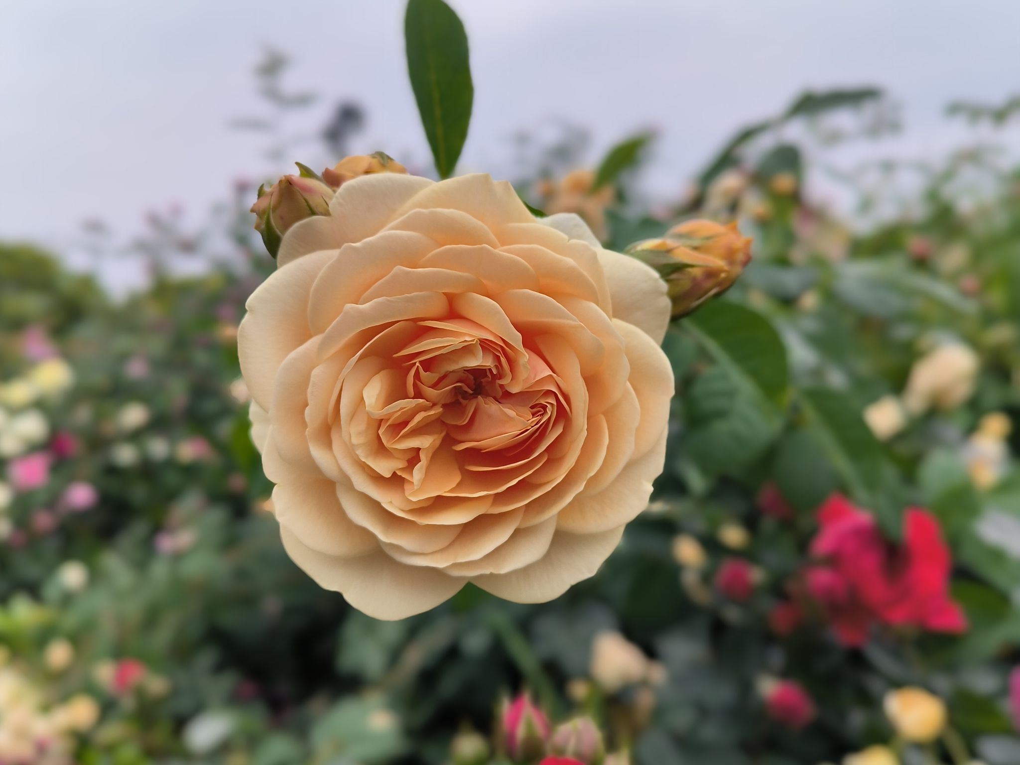金银湖月季花园旅行图片 2
