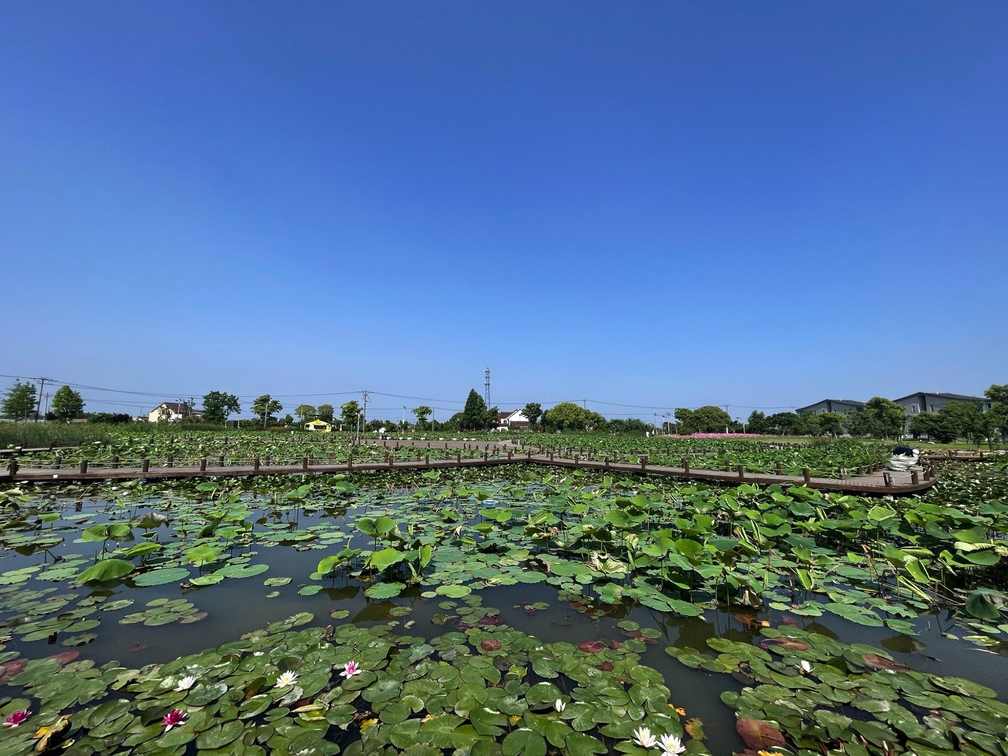 水库村湿地公园旅行图片 1